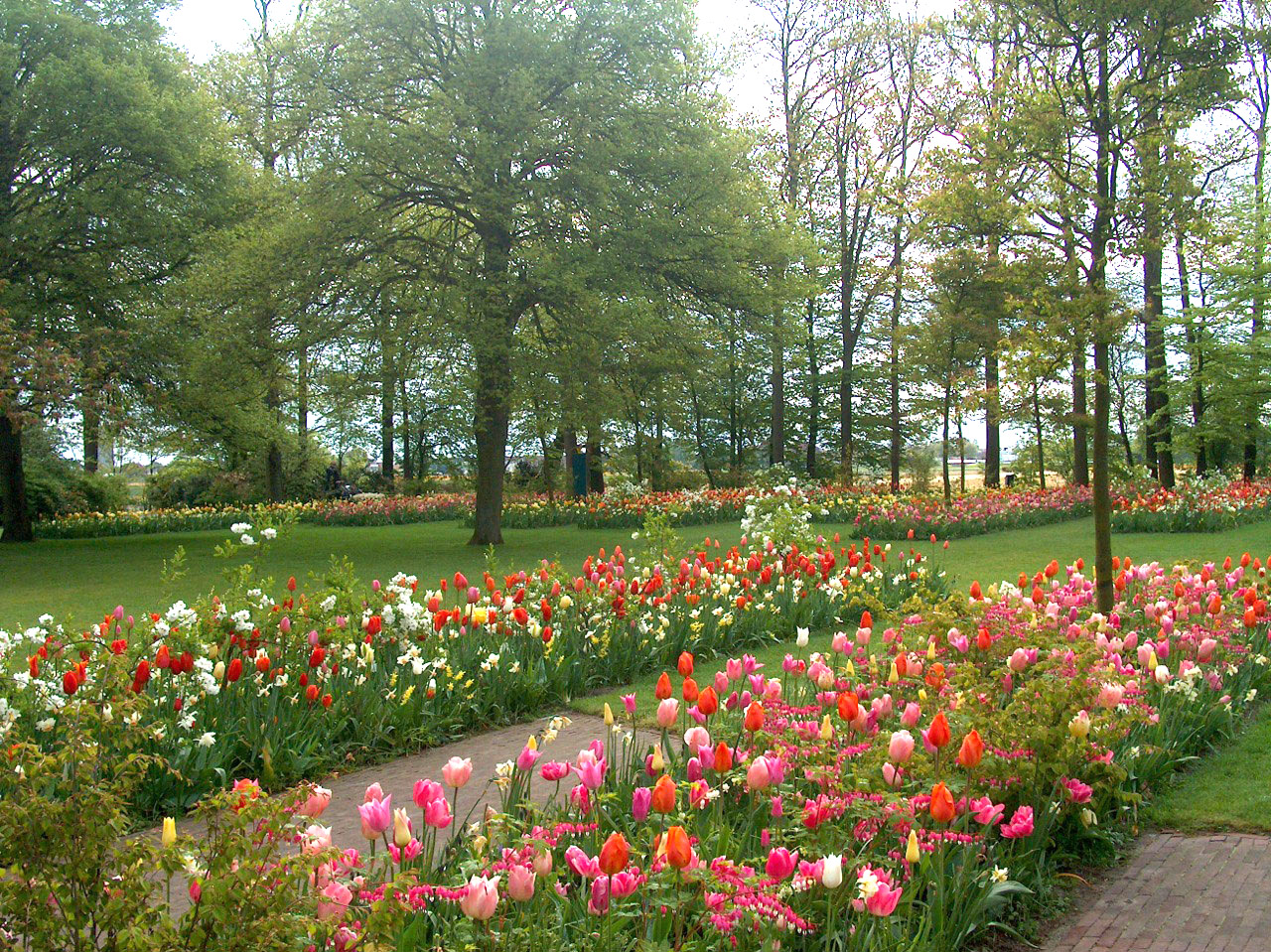 giardino con tulipani